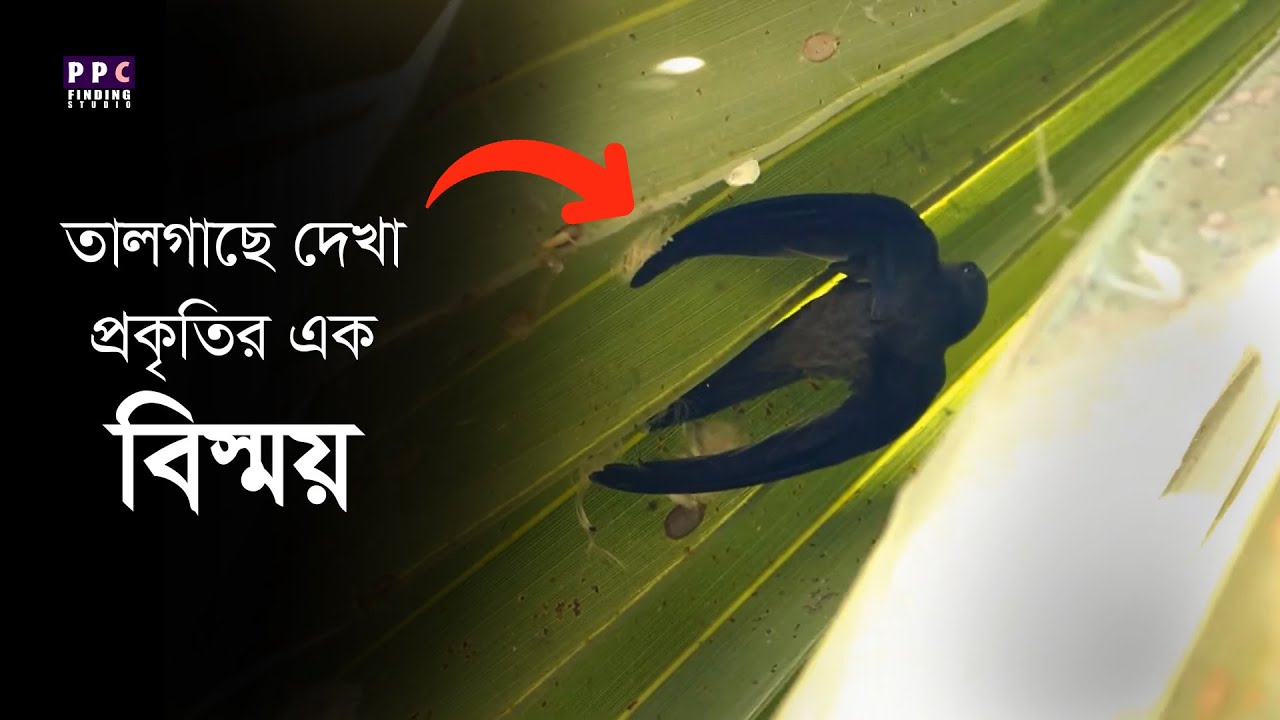 আপনি তালগাছের তালবাতাসি সম্পর্কে  যা জানেন না | The unknown life of the Asian Palm Swift