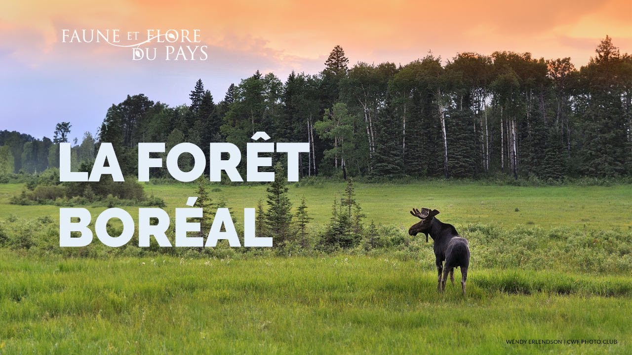 La forêt boréale (30 secondes) YouTube — free download