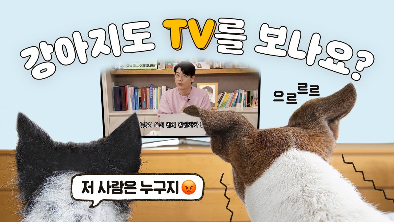 강아지가 TV 보고 짖는다면 이렇게 하세요!📺 | 짧은 Q&A | 설채현 행동학 수의사