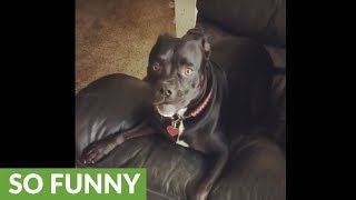 Hyperactive dog has severe case of the zoomies
