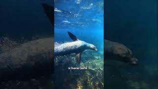 En Galápagos pasan cosas que no parecen reales. #galapagostortoise  #travelvlog