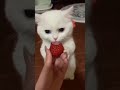 funnny cat videos cute cat videos cute animals funny cat #shorts