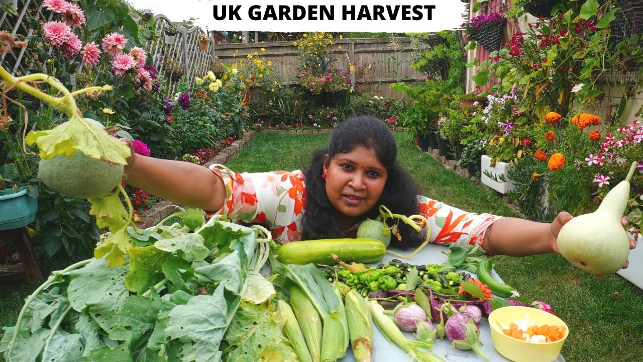 UK GARDEN HARVEST || ENGLISH GARDEN || LONDON ORGANIC GARDEN || KITCHEN GARDEN ||GARDENING