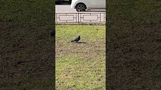 Драма🐦🐦‍⬛ #санктпетербург #веснавгороде #апрель2026 #птички #питер #атмосферапитера