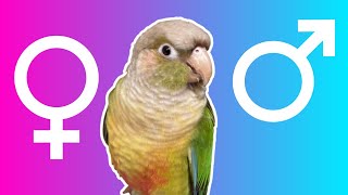 Green Cheeked Conure DNA Test Results - Is Louis the Green Cheek Male or Female | BirdNerdSophie