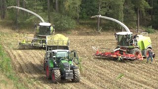 Mais ohne Limit - Claas Jaguar 970 und 950 - Maishäckseln 2022 - LU Winderl