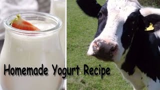 Yogurt Recipe- Homemade Yogurt Recipe (How To Make Yogurt With Unpasteurized Cow Milk)