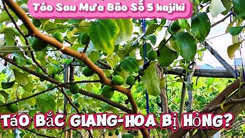 SAU MƯA BÃO SỐ 5 (KAJIKI) VƯỜN TÁO ĐANG NỞ HOA CÓ BỊ ẢNH HƯƠNG I NÚI ĐỒI LỤC NGẠN