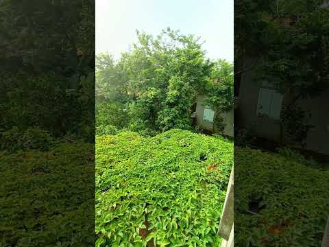 Video Khu Vườn Của Mẹ Vĩnh Phúc - youtube