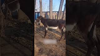 Funniest Donkey Ever Donkey Training The Fun Way 2390