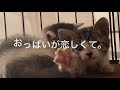 おっぱいが恋しくて。