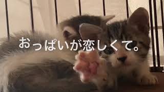 おっぱいが恋しくて。