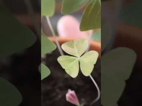 Video: Bilakah oxalis mekar?