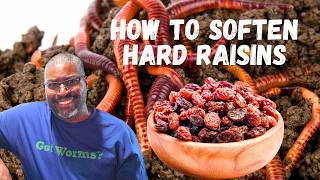 Can Worms Eat DRY RAISINS? The Right Way to PREP THEM for a Worm Bin