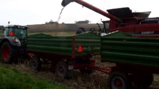 Uprawa sorgo w Polsce 2014. Sorghum harvest in Poland 2014