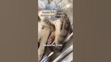 Pov stay 15 secs and donate 10$ or write random words to help them get food Tinah is now ok #kitten