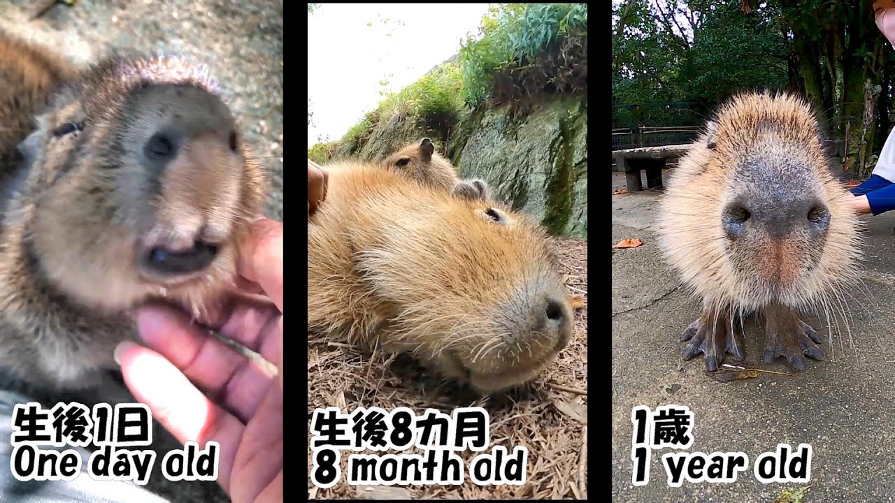 Capybara Growing Scratched Shorts Youtube