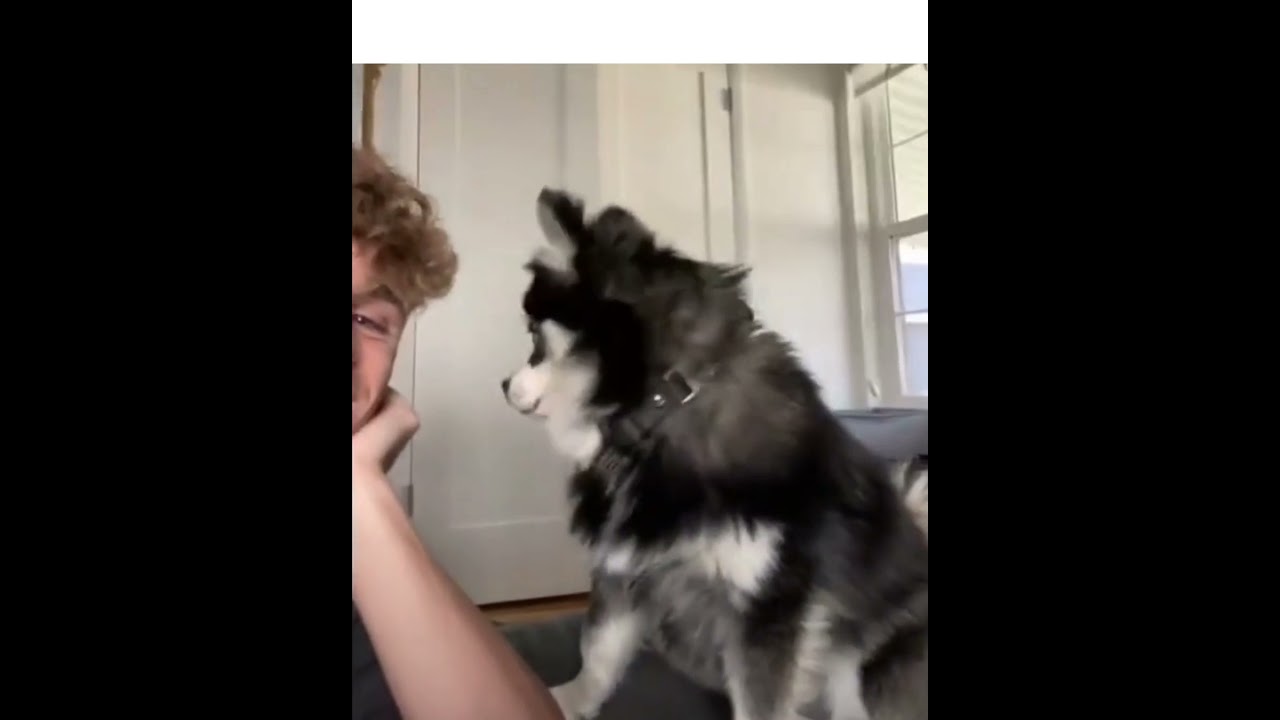 POMSKY PUPPY HOWLING SO CUTE 