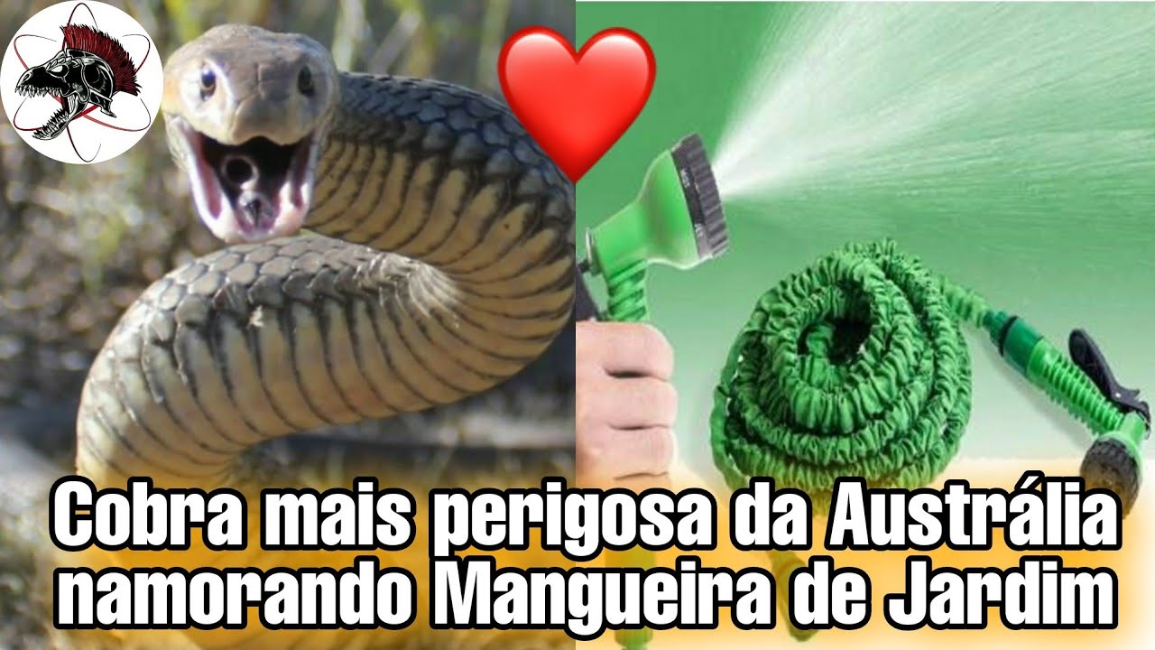 Cobra Australiana acasala com Mangueira de jardim | Biólogo Henrique o Biólogo das Cobras