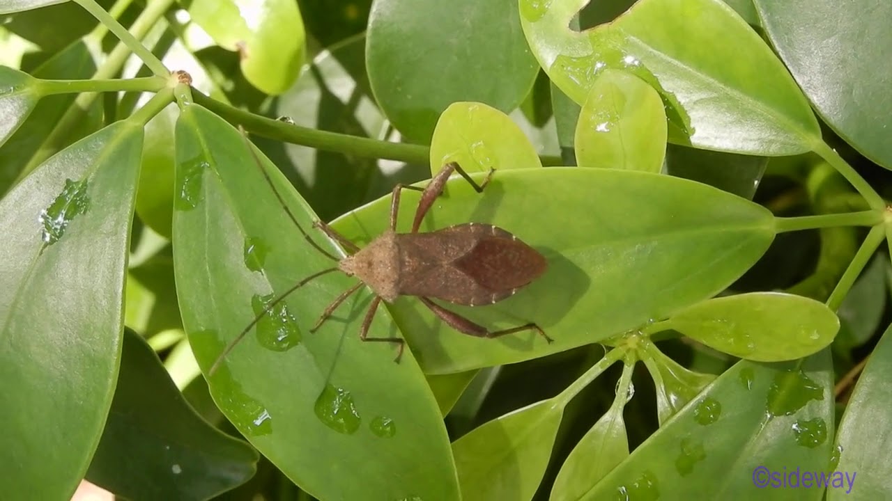 insect.201001701a02np-anoplocnemis castanea 粗腿巨緣椿象-A001C01