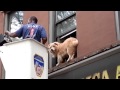 Part 2 Dog rescued from Brooklyn window by FDNY