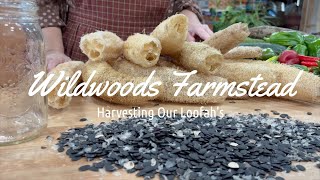 Wait...Loofahs Grow on Vines?!?!? | Loofah Harvest | ASMR on the Homestead