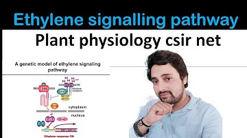 ethylene signalling pathway in hindi || plant physiology csir net part signalling pathway hindi