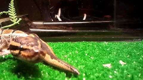 Ball Python feeding (Part 2)