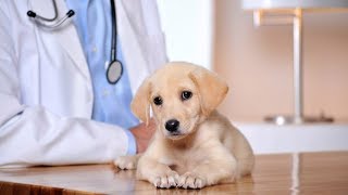 видео Капли от клещей и блох для собак: механизм действия и обзор препаратов