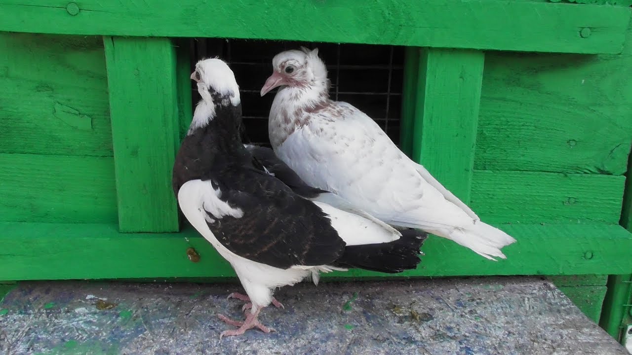 Голуби в москве. Голуби в москве. Голубь со спины. Голубь на ладони. Моздокские голуби.