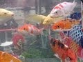 錦鯉水槽 ~ Koi fish tank