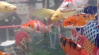 錦鯉水槽 ~ Koi fish tank