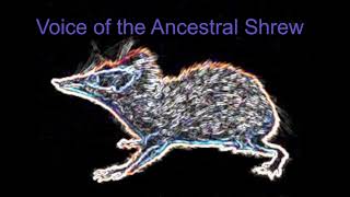 Voice Of The Ancestral Shrew