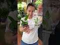 Антуриум Варока из клона #цветочнаяклептомания #антуриумы #tissueculture #экзотическиерастения #уют