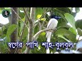      asian paradise flycatcher