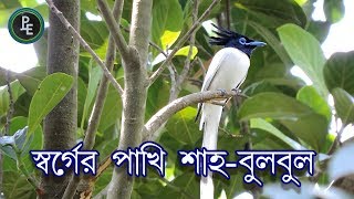 স্বর্গের পাখি শাহ্‌ বুলবুল ।। Asian Paradise Flycatcher .HD