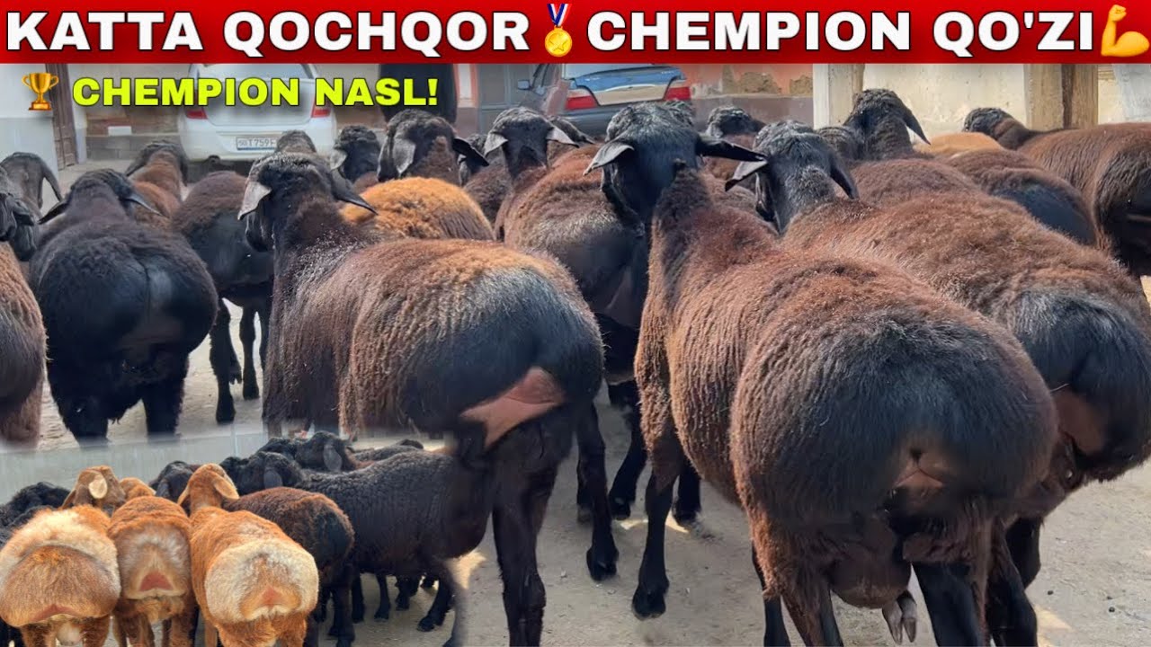 😱 ILYOS TOG‘AGA CHEMPION 🏆 BARRA QO‘ZILAR + KATTA QOCHQORLAR 💪🔥
