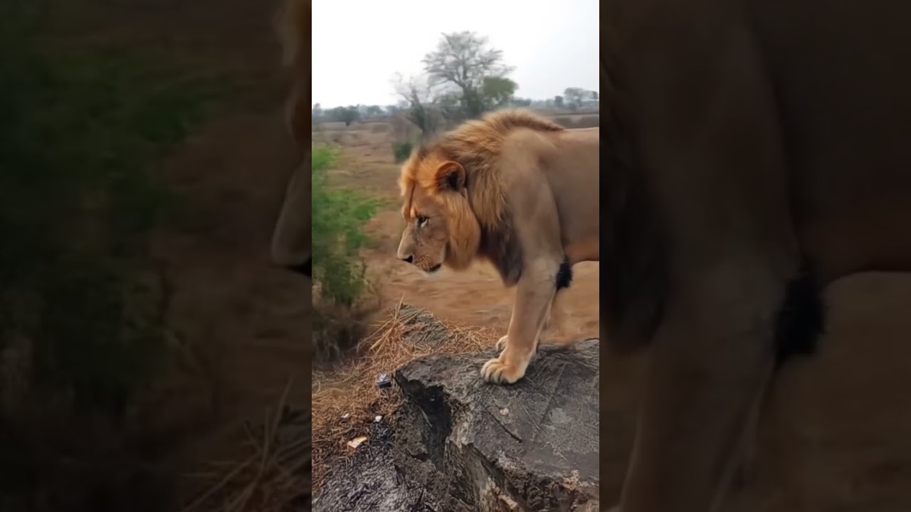 new video post lion 