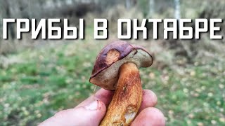 Собираем грибы в лесу осенью в октябре Московская область
