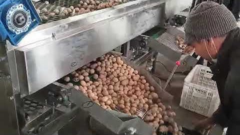 walnut grading machine, walnut sorting machine, walnut grader