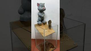 Great Mouse Trap Idea From Plastic Cat Part 2 // Mouse Trap 2 #Rat #Rattrap #Mouse #Mousetrap