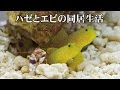 小型水槽で海の生き物を飼育してみよう！　～ハゼとエビの共同生活編～