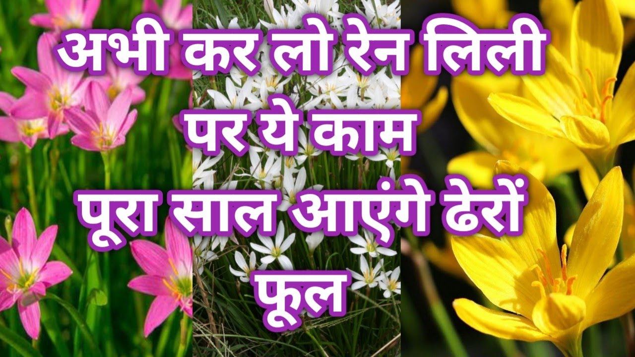 कैसे आएंगे रेन लिली के पौधे पर ढेरों फूल//Rain lily care tips YouTube