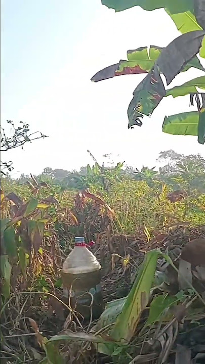 breakfast #sawah #sarapan #stecu #food #funny #makan #makanan #makanansendiri #breakfast #lemu #tea
