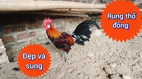 Gà Rừng Mồi Đẹp, Và Sung Xin Mời Anh Em ( đã bán )