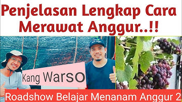 Kupas Tuntas Cara Menanam dan Merawat Anggur Agar Cepat Berbuah Bersama Raffatih Farm.. Lengkap..!!!