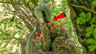 Bayi burung shrike ekor panjang yang sehat menikmati makanannya