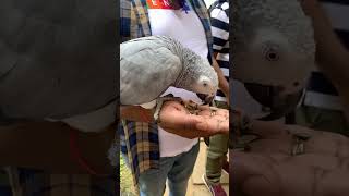 #youtubeshorts #ytshorts #shorts #video #parrot #africangrey #pets #birds