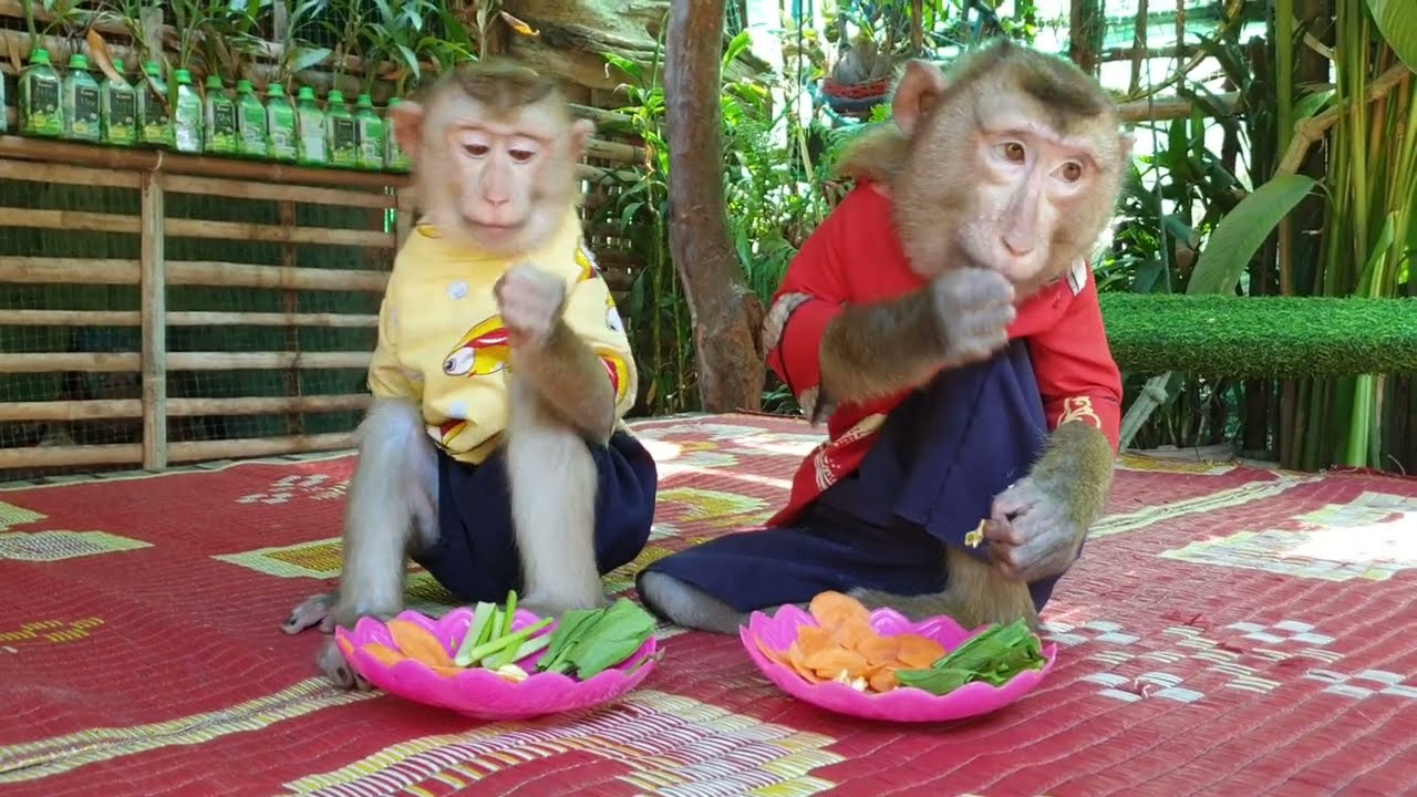 Wow ! so precious and obedient Koko and Yoko sitting eat /Koko&Yoko official