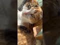こっちを見つめてくる愛猫が美しすぎた